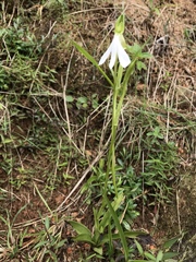 Habenaria longicorniculata