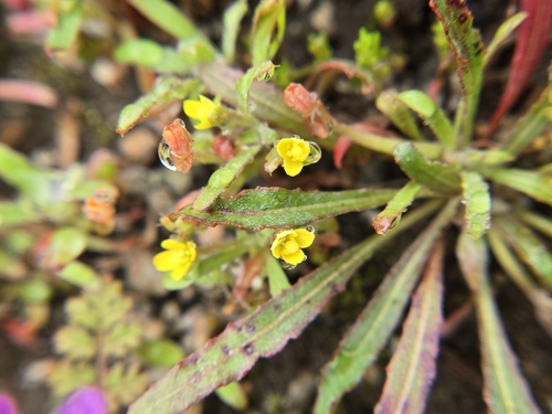 Image of Camissoniopsis micrantha by (c) Cristhian Mace, some rights reserved (CC BY)