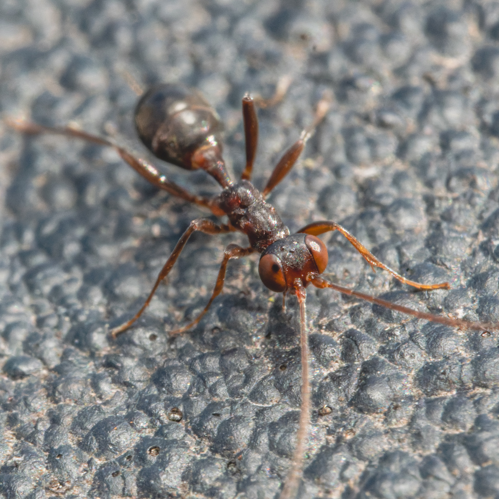 Gelis agilis