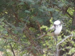 Eurocephalus anguitimens