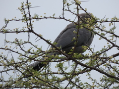 Corythaixoides concolor concolor