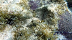 Cantherhines pullus