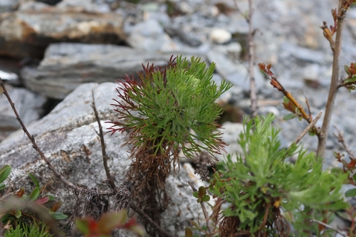 Artemisia morrisonensis, photograph 5