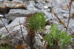 Artemisia morrisonensis, photograph (c) 林正文, some rights reserved (CC BY)