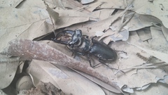 Lucanus elaphus