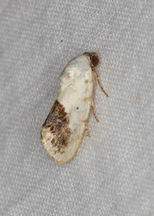 Ponometia erastrioides