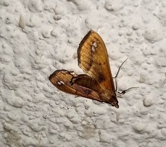 Diaphania fumosalis