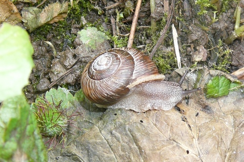Idaho Forestsnail