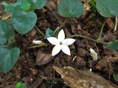 Geophila