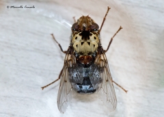 Pharyngomyia picta