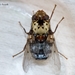 Pharyngomyia picta - Photo (c) Marcello Consolo, algunos derechos reservados (CC BY-NC-SA)
