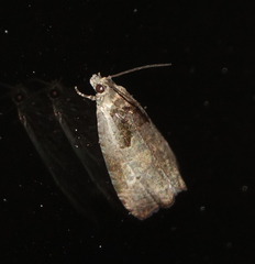 Olethreutes punctanum