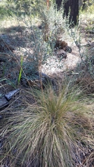 Festuca idahoensis