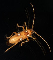 Eburia