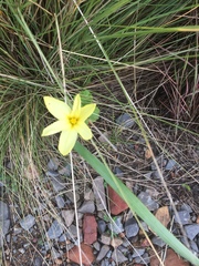 Moraea collina
