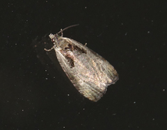 Olethreutes punctanum