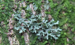 Heterodermia leucomelos