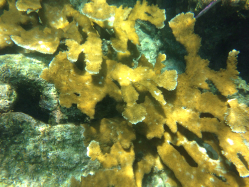Acropora palmata