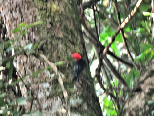 Red-headed Malimbe (Malimbus rubricollis), photo 9