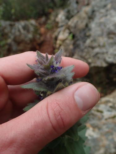 Image of Ajuga orientalis by no rights reserved