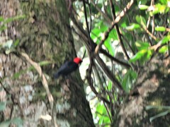 Malimbus rubricollis