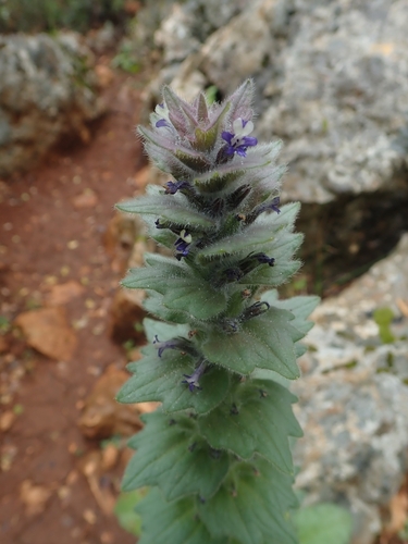 Image of Ajuga orientalis by no rights reserved