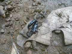 Buthoscorpio politus