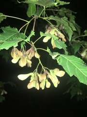 Acer tataricum