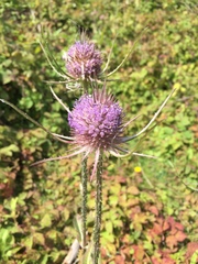 Dipsacus fullonum