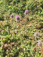 Dipsacus fullonum