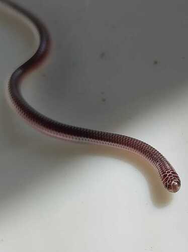 Giant Blind Snake
