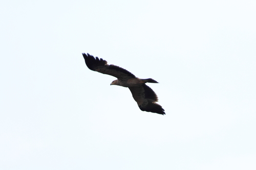 Águila imperial oriental (Aquila heliaca)