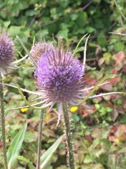 Dipsacus fullonum