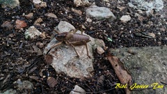 Nesoecia insignis