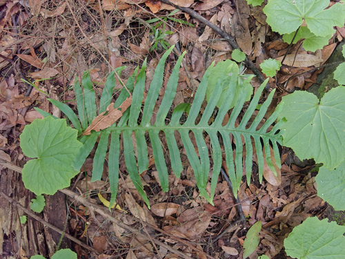 Polypodium macaronesicum, photograph 2