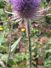 Dipsacus fullonum