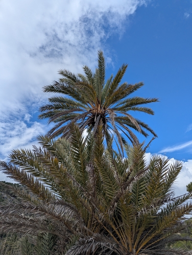 Theophrastus' Date Palm (Phoenix theophrasti)