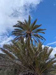 Theophrastus' Date Palm (Phoenix theophrasti)