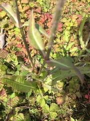 Dipsacus fullonum