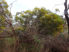 Acacia euthycarpa