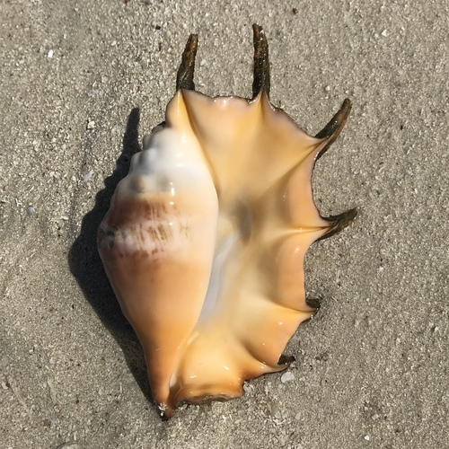 Lambis lambis observed 2019-08-12