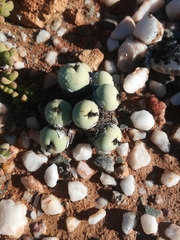 Conophytum calculus