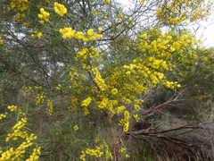 Acacia euthycarpa