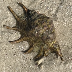 Lambis truncata