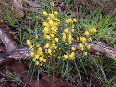 Acacia euthycarpa