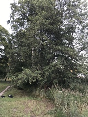 Alnus glutinosa
