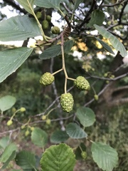 Alnus glutinosa