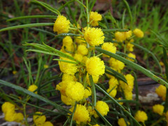 Acacia euthycarpa