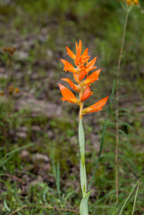 Dichromanthus aurantiacus