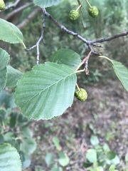 Alnus glutinosa